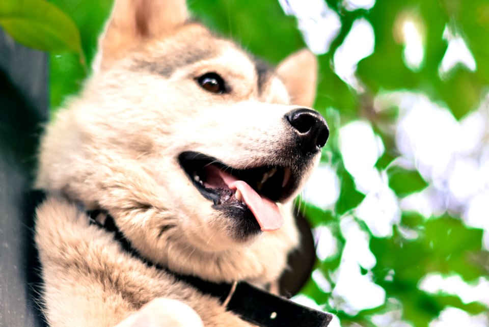 Cream And Black Shiba Inu photo