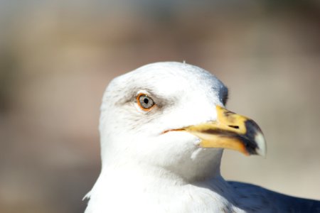 Sea Eagle Close Up Photography