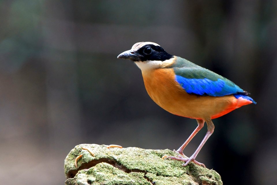 Orange Blue Green And White Bird On Rock