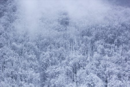 Frozen Trees During Daytime photo