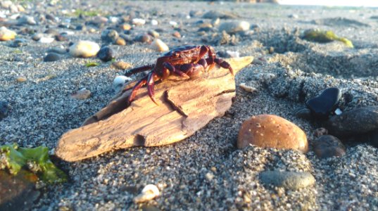 Red Crab On Brown Driftwood On Beach During Daytime photo