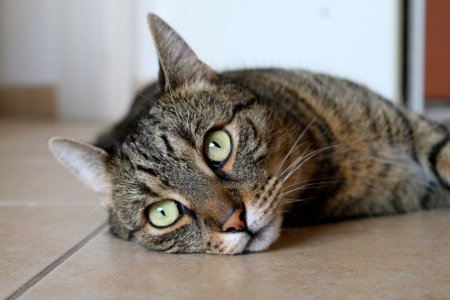 Brown Tabby Cat Lying On Brown Ceramic Tile Flooring photo