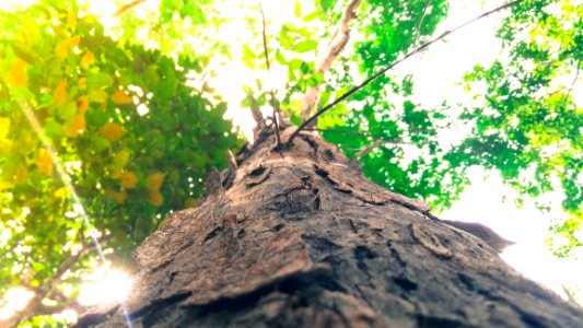 Brown Tree Trunk photo