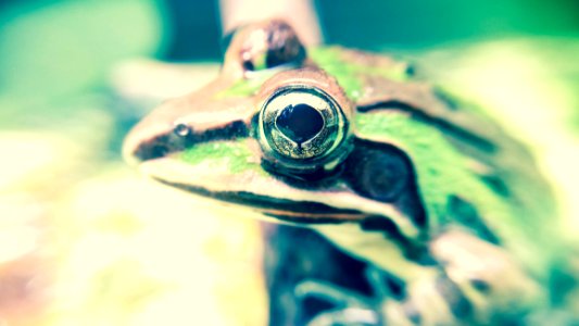Green And Brown Frog photo