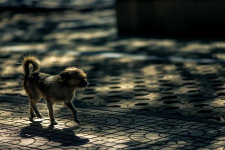Grey Coat Dog