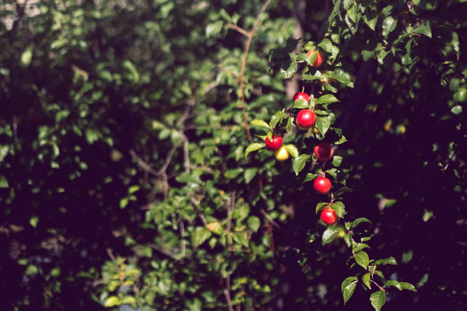 Red Round Fruit During Daytime