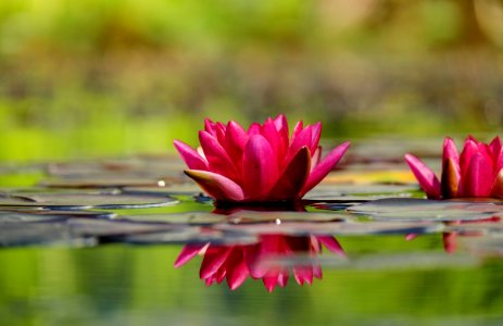 Water Lilies photo