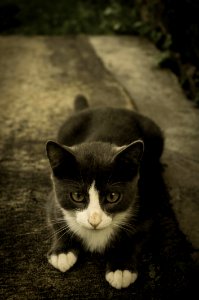 Tuxedo Kitten photo