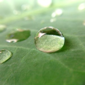 Droplets On Leaf photo