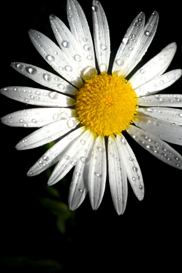 Daisy Flower