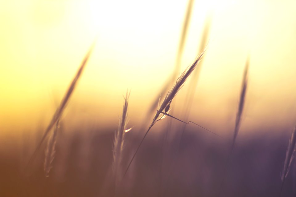Wheat Grass