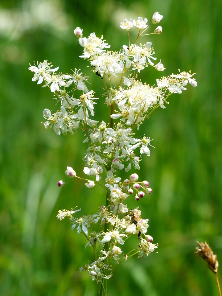 Blossom bloom white