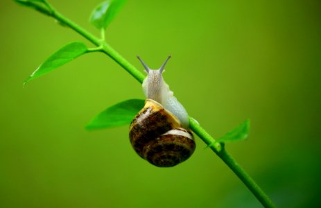 Brown And Gray Snail On Green Plant Branch photo