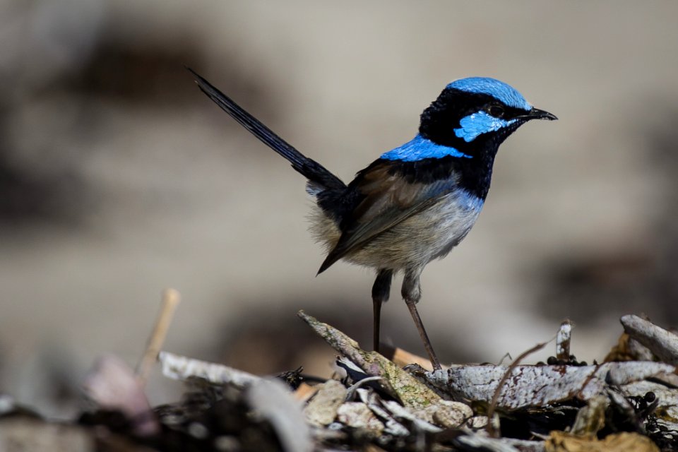 Blue And Black Feathered Small Bird Standing