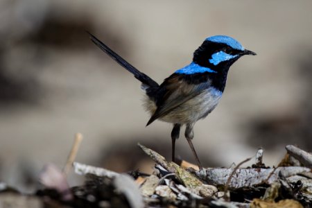 Blue And Black Feathered Small Bird Standing photo