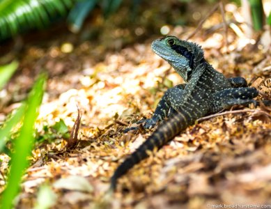 Black And Green Lizard During Daytime photo