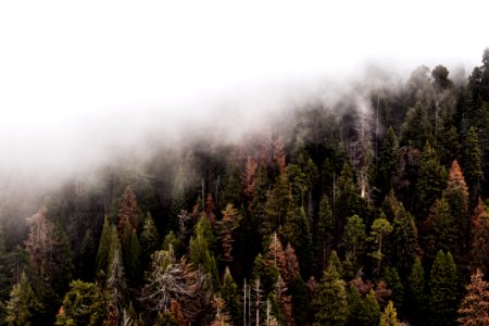 Green Trees With Fog photo