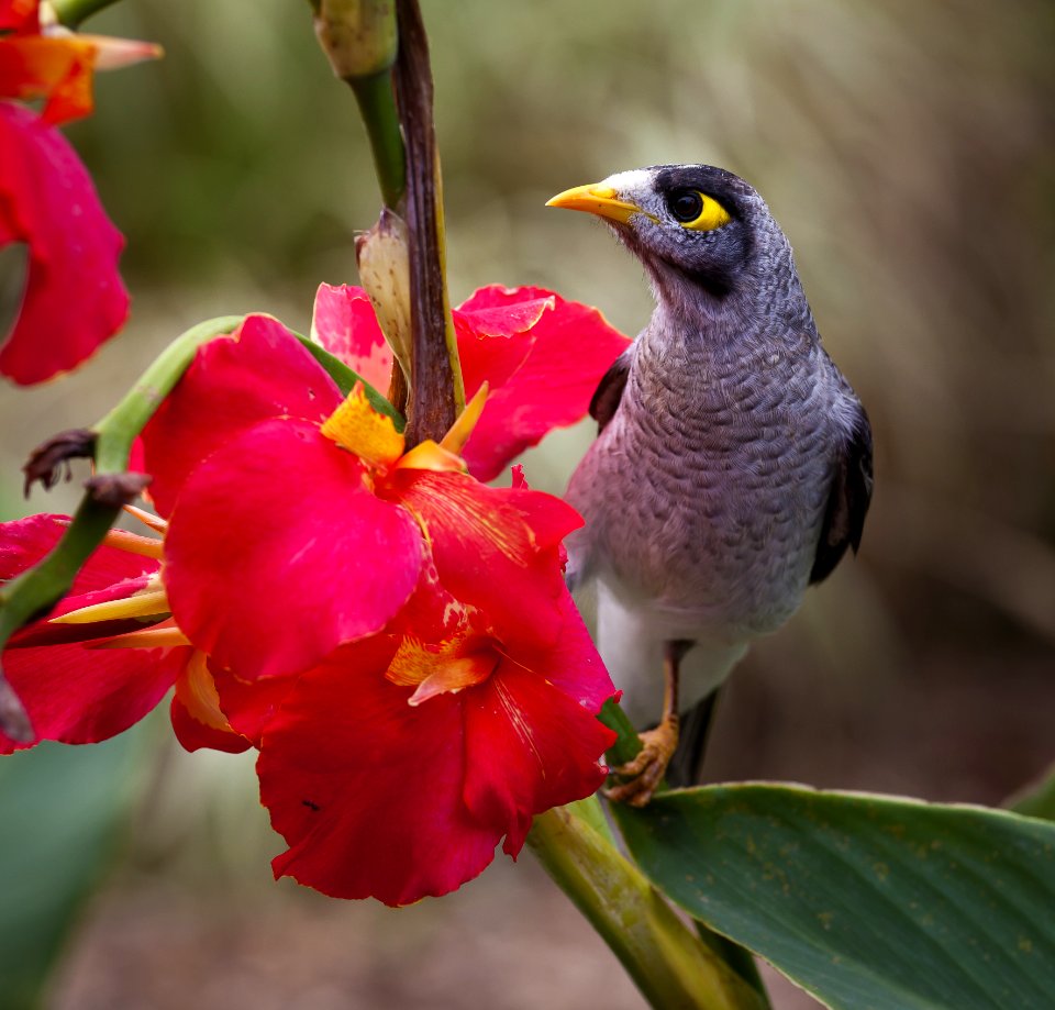Black Grey White Yellow Bird Near On Pink Petal Flower