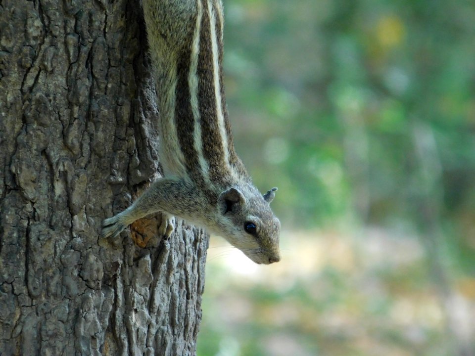Brown And Gray Squirrel On Brown Tree Trunk