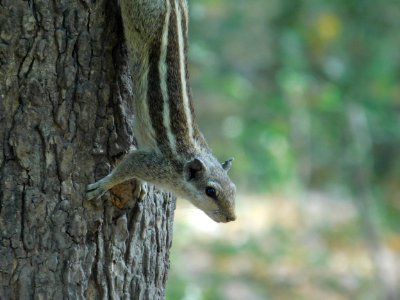 Brown And Gray Squirrel On Brown Tree Trunk photo