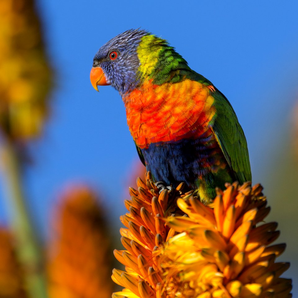 Blue Orange And Green Bird On Yellow Flower