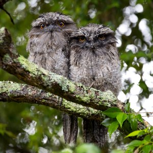 2 Owls On Tree Branch During Daytime photo