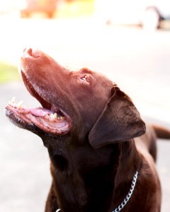 Chocolate Labrador Retriever With Stainless Steel Chain Collar photo