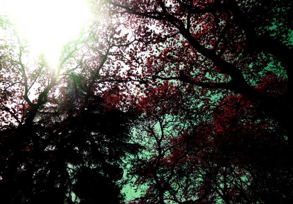 Low Angle Of Red Leaf Trees During Daytime photo