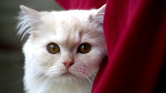 White Fur Cat Near Red Textile photo