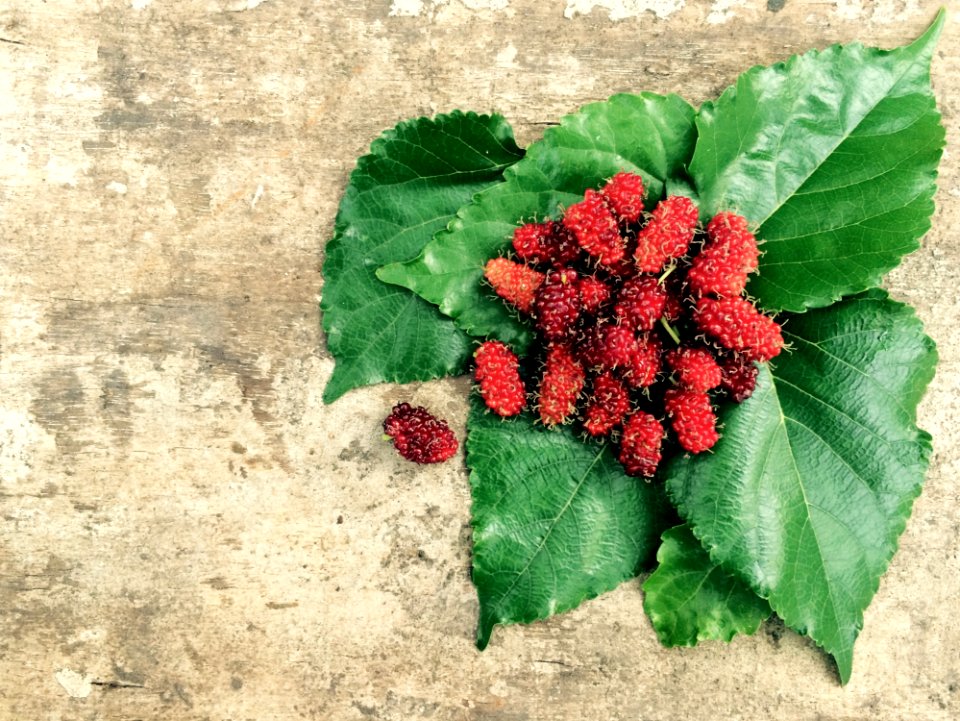 Red Fruit And Green Leaf
