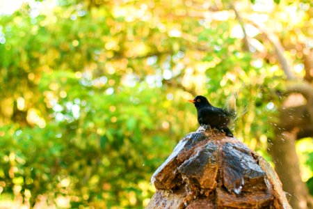 Black And Orange Bird On Brown And Black Tree Log photo