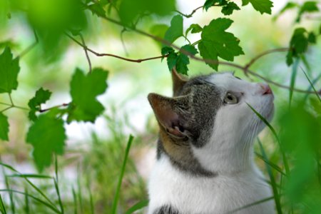 Cat In Green Garden