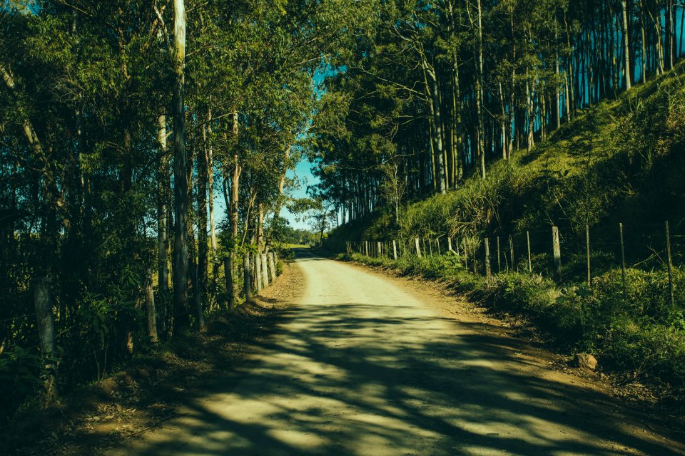 Gray Road In The Middle Of The Forest During Day Time