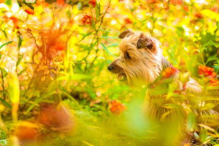 Brown Long Coat Dog Near Green Plants photo