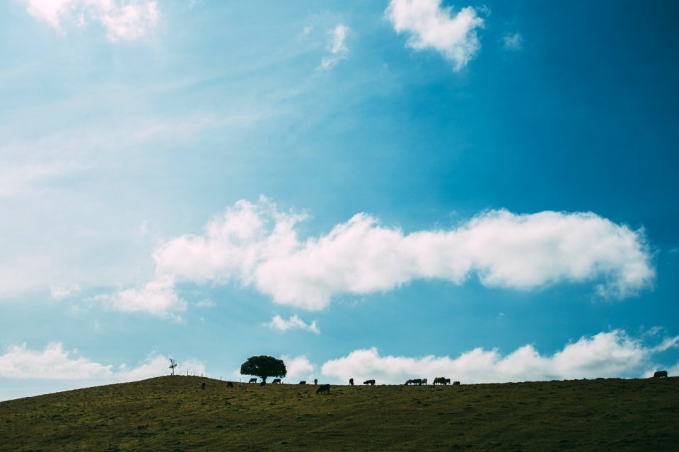 Animals Grazing On Hillside