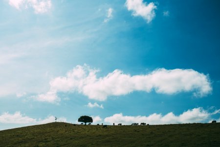 Animals Grazing On Hillside