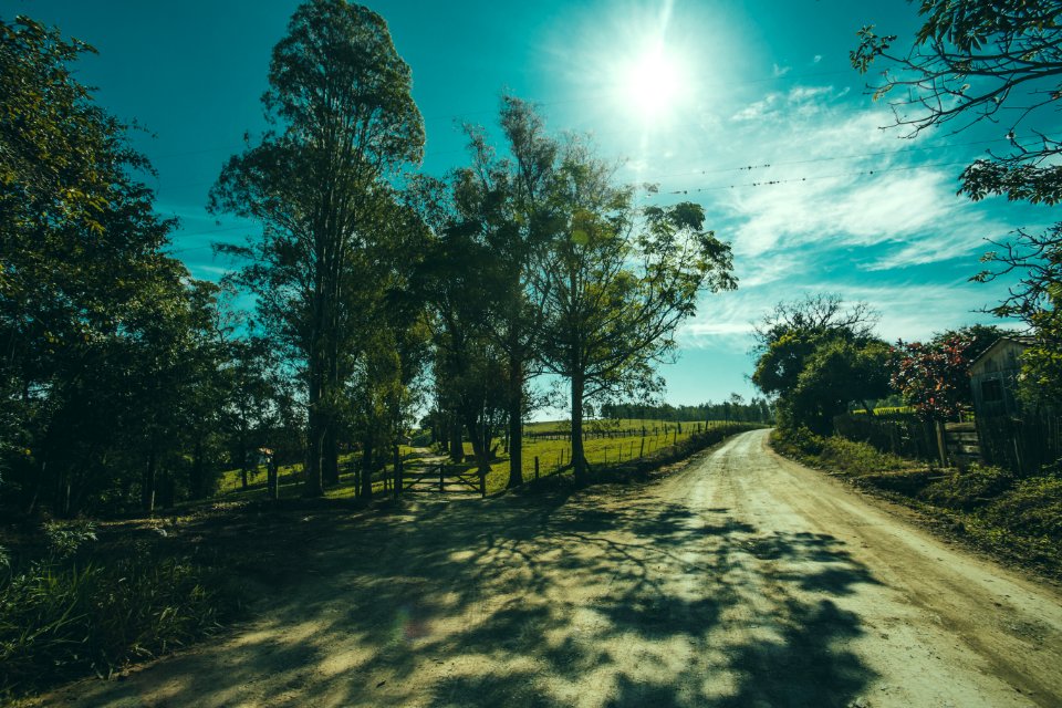 Shadows Of Tree On Road