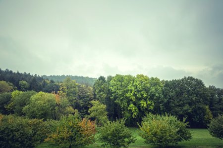 Green Leaf Trees Under Cloudy Sky photo