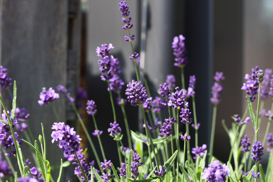 Bloom purple flowers photo