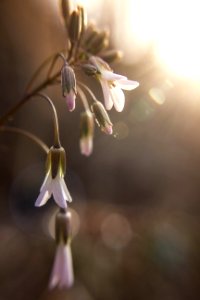 Closeup Photography Of White Petal Flower
