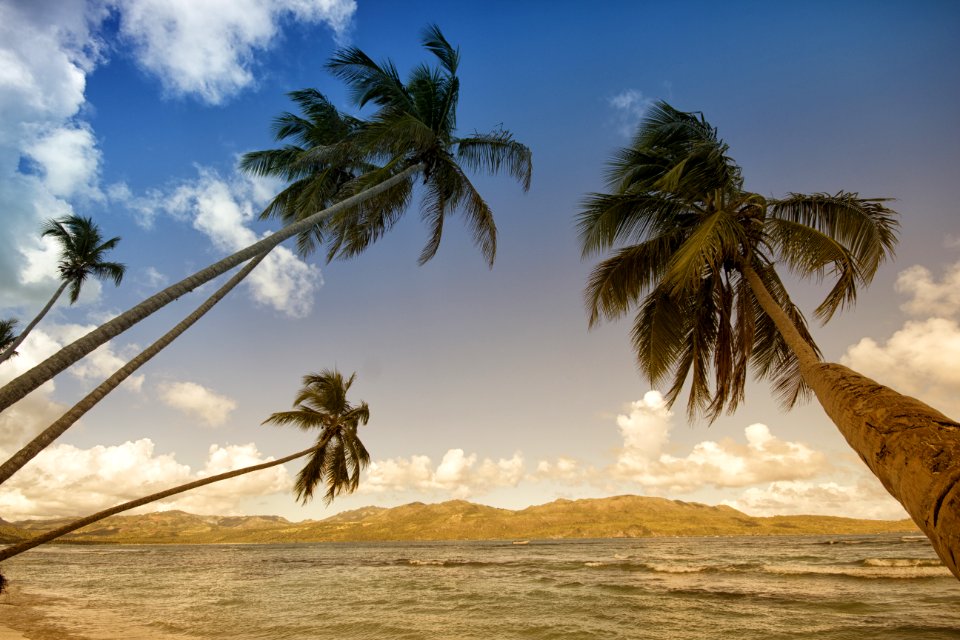 Coconut Trees In Sea Shore During Daytime