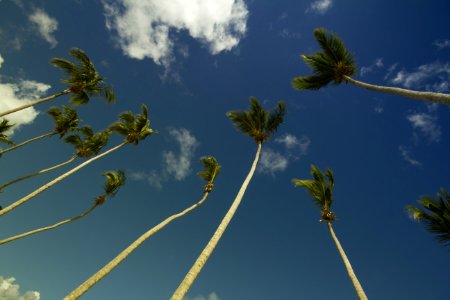 Coconut Trees Under Gray And Blue Cloudy Sky During Daytime photo