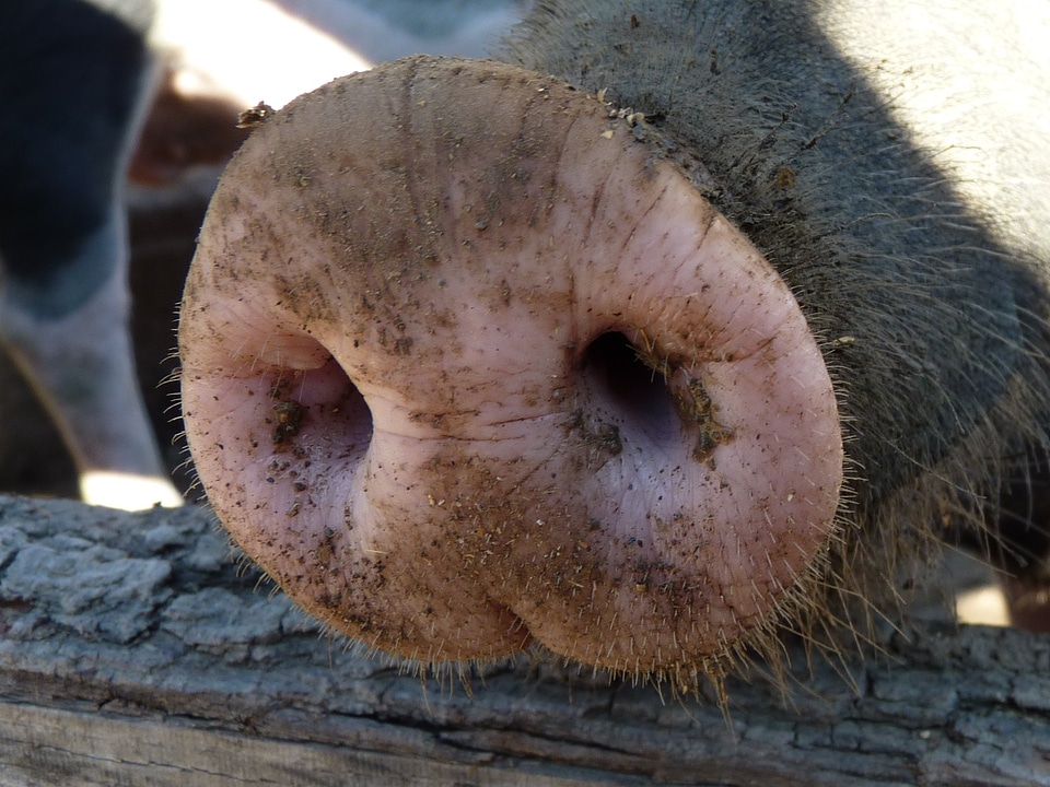 Stall dirty livestock photo