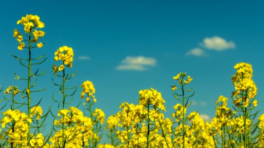 Yellow Flowers Under Partly Cloudy Skies During Daytime