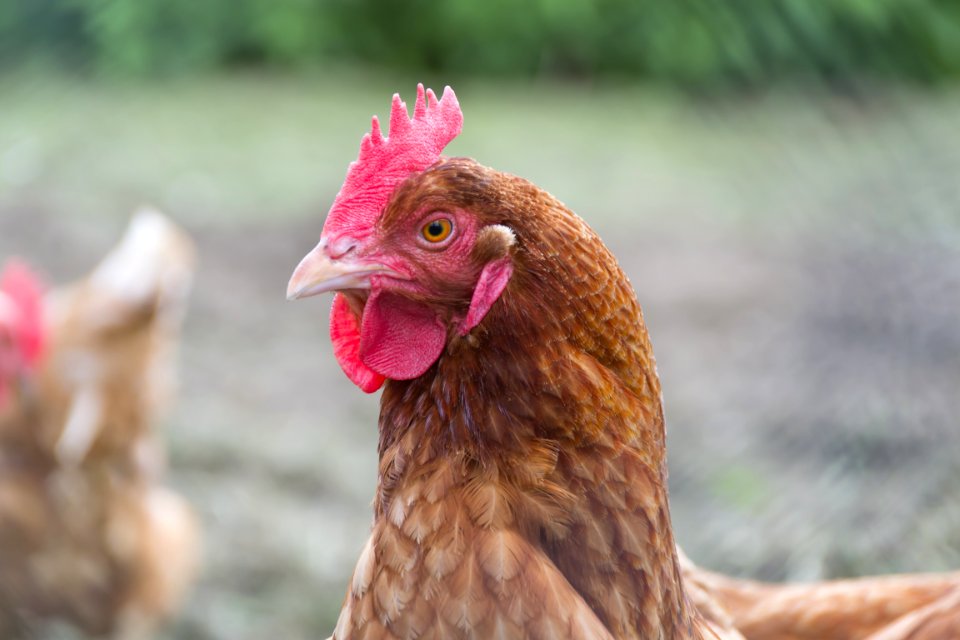 Close Up Photo Of Brown Hen