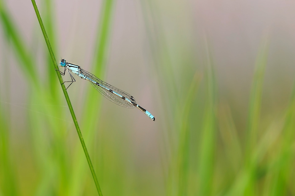 Insect dragonfly nature