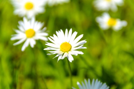 Close Up Photo Of White Petal Flower photo