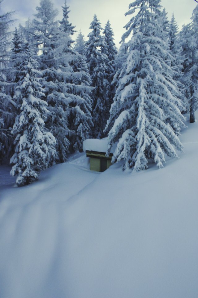 Green Trees Covered By Snow