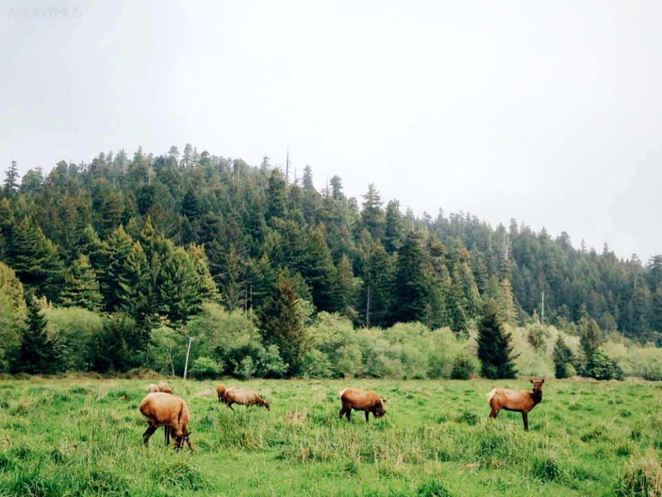 Pack Of Deer Eating On Plane Grass Field During Daytime