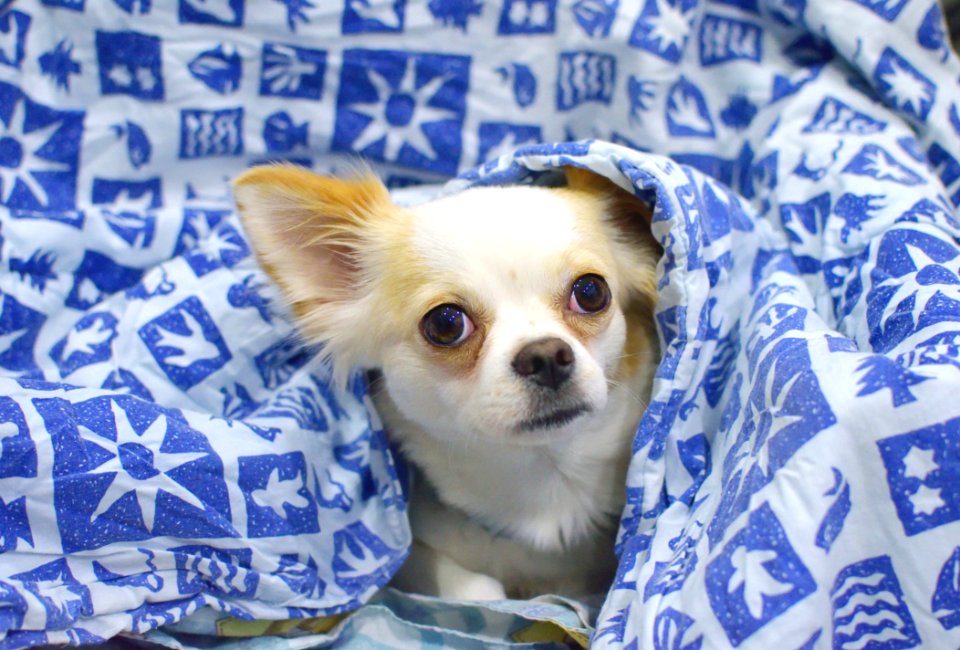 White And Beige Short Coat Dog